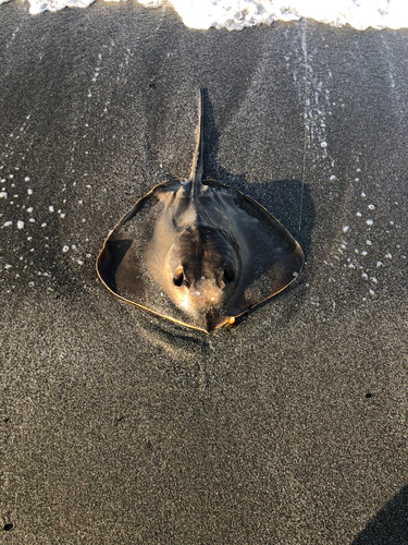 エイの釣果