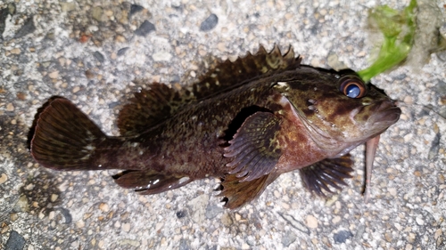 カサゴの釣果