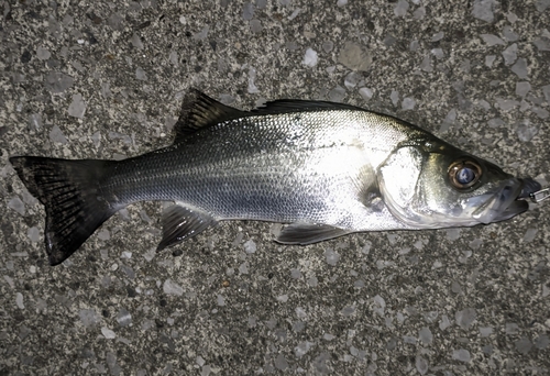 セイゴ（マルスズキ）の釣果