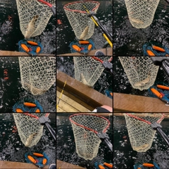 コイの釣果
