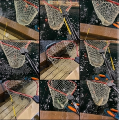 コイの釣果