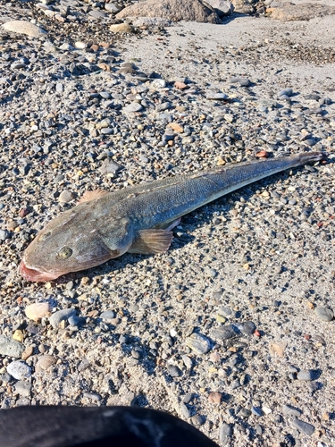 マゴチの釣果