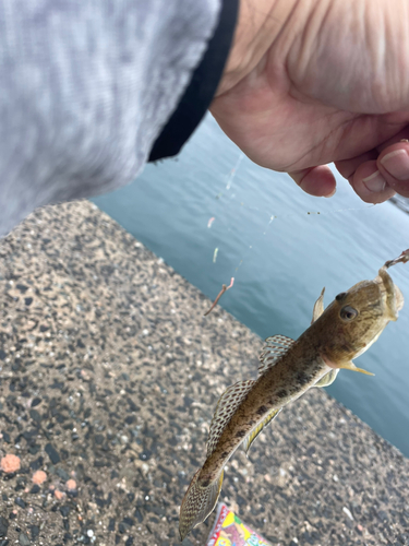 アナハゼの釣果