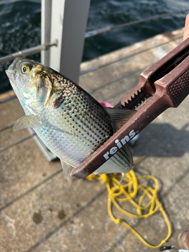 コノシロの釣果