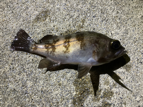 メバルの釣果