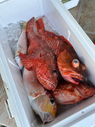 オニカサゴの釣果