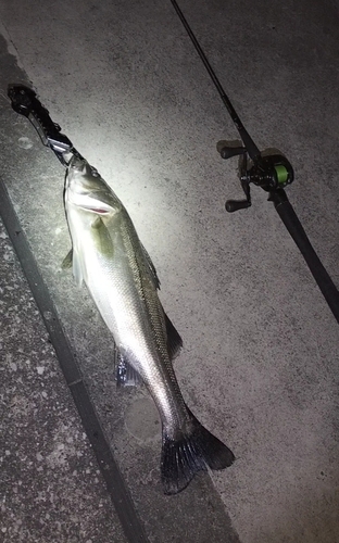 シーバスの釣果