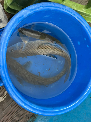 ニゴイの釣果