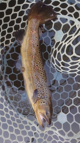 ブラウントラウトの釣果