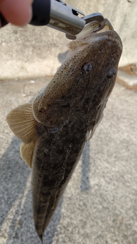 マゴチの釣果