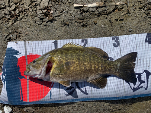 スモールマウスバスの釣果