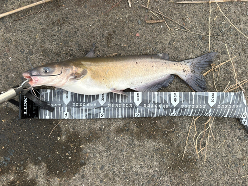 アメリカナマズの釣果