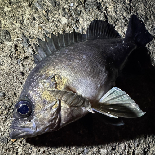 メバルの釣果