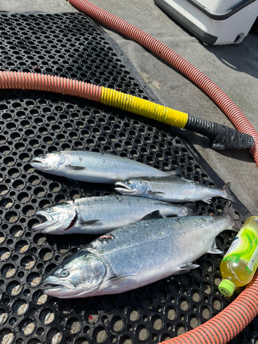 サクラマスの釣果