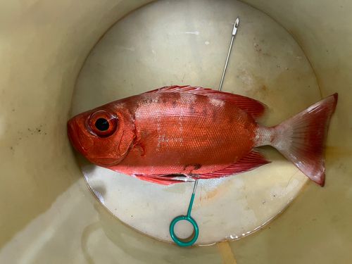 キントキダイの釣果