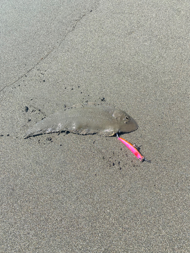 シタビラメの釣果