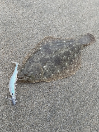 ソゲの釣果