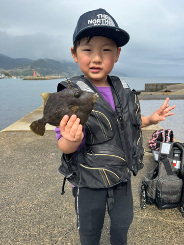 カワハギの釣果