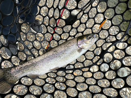 ニジマスの釣果