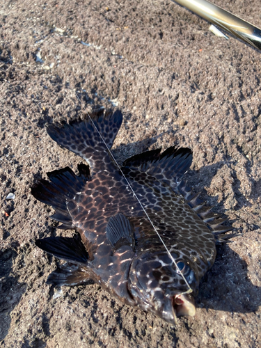 イシガキダイの釣果