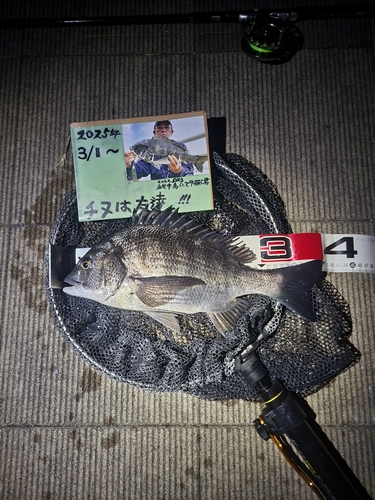 チヌの釣果