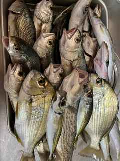 アカカマスの釣果
