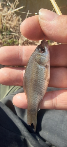 フナの釣果