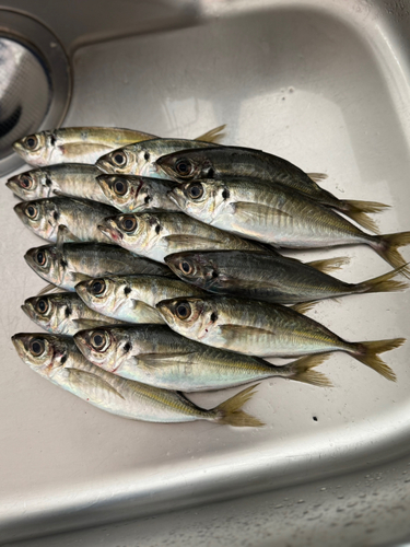 アジの釣果