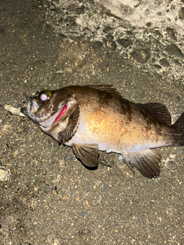 シロメバルの釣果