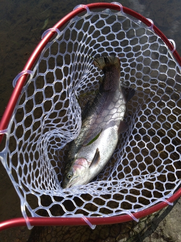 ニジマスの釣果