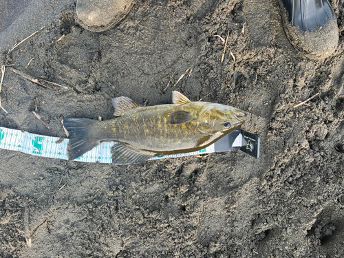 スモールマウスバスの釣果