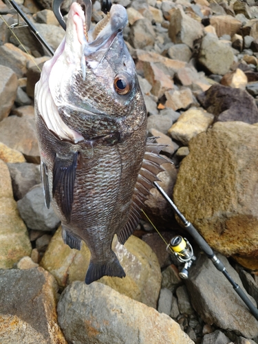 チヌの釣果