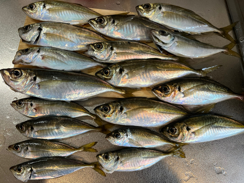 アジの釣果