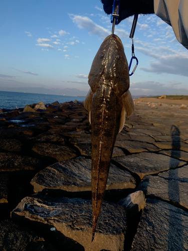 マゴチの釣果