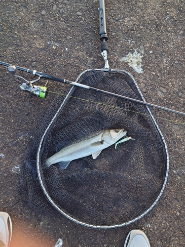 フッコ（マルスズキ）の釣果