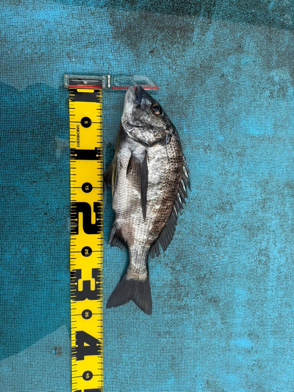 滝さんの釣果 1枚目の画像