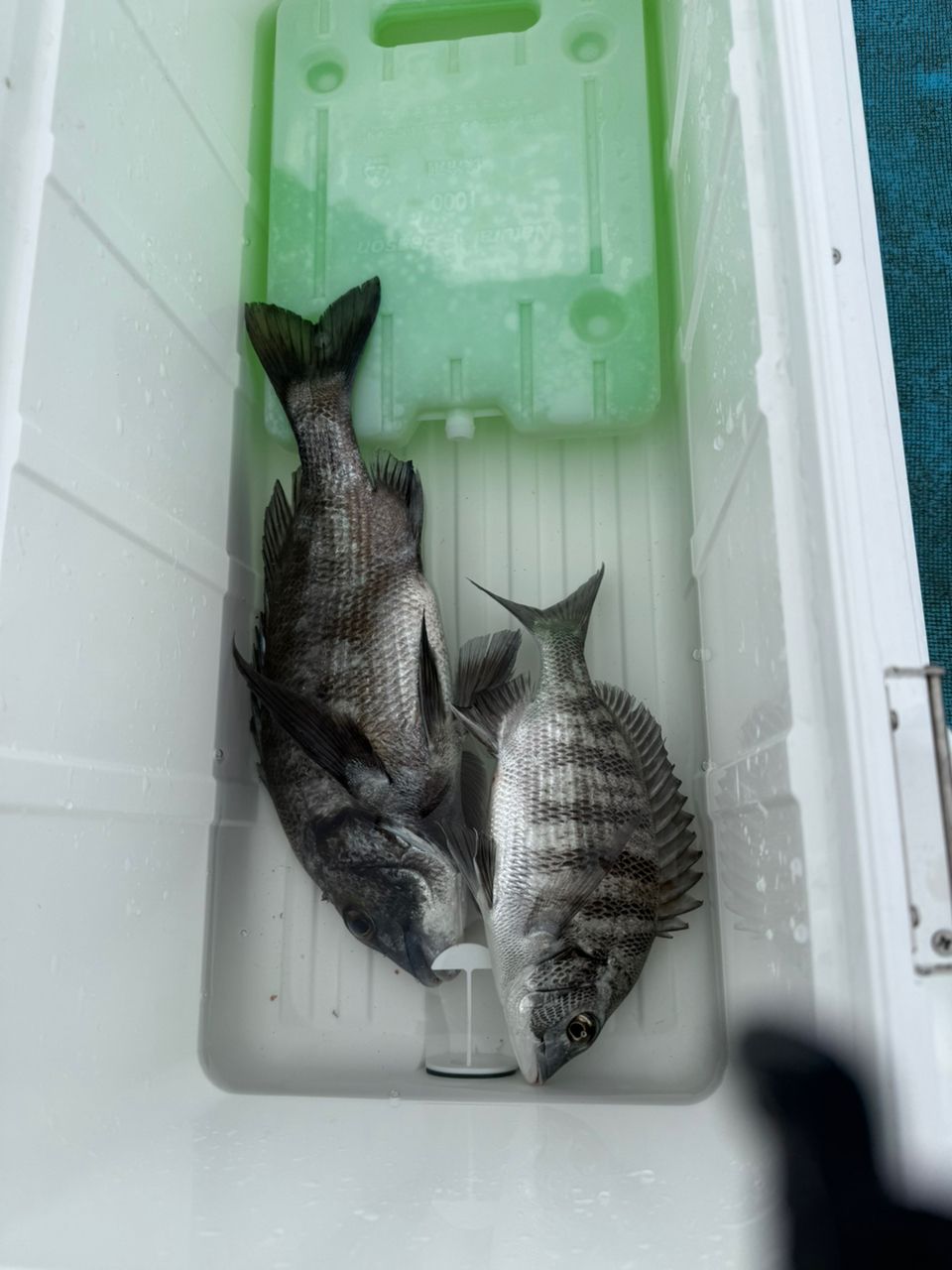 滝さんの釣果 2枚目の画像