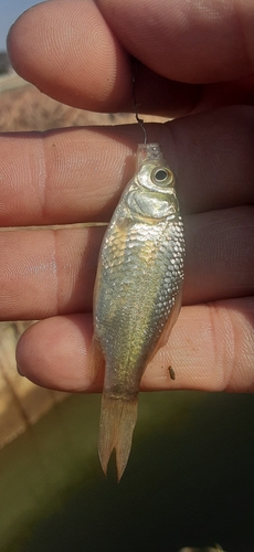 フナの釣果