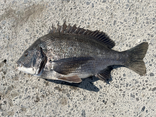 クロダイの釣果