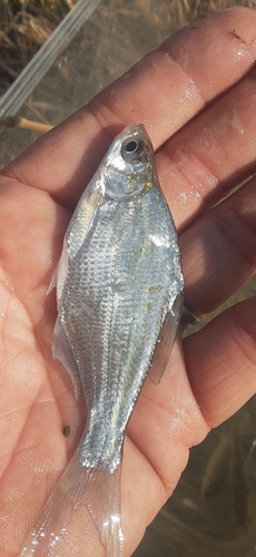 ダントウボウの釣果