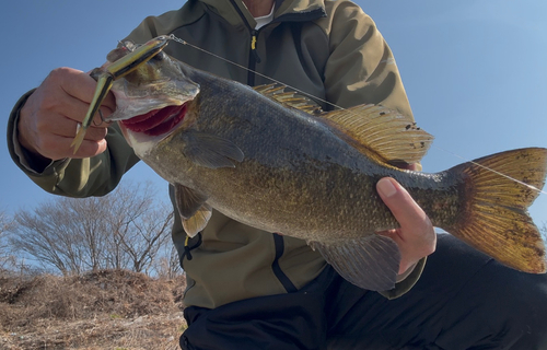 スモールマウスバスの釣果