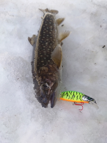 イワナの釣果