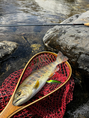 アマゴの釣果