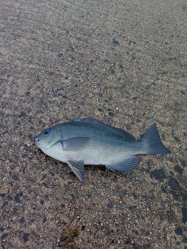 グレの釣果