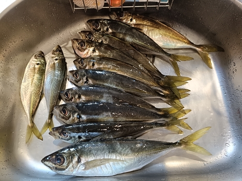 アジの釣果