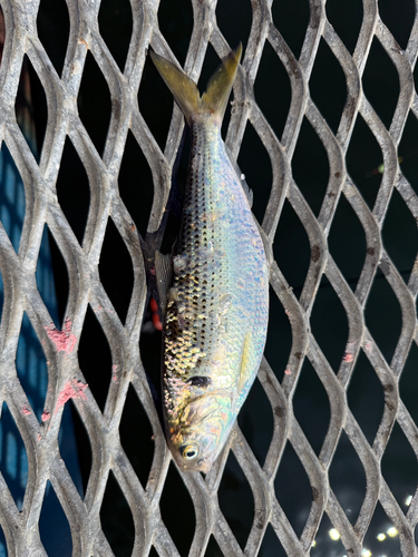 コノシロの釣果