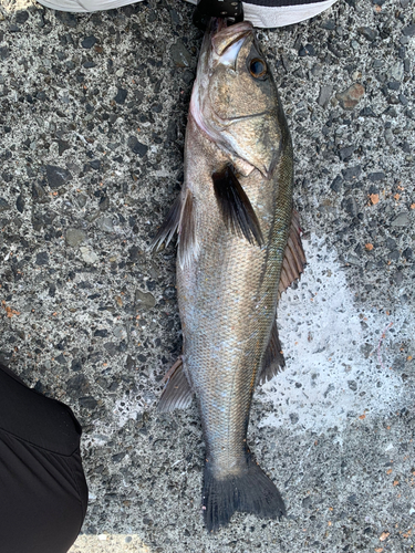 スズキの釣果