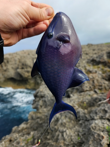 アカモンガラの釣果