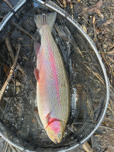 アメマスの釣果