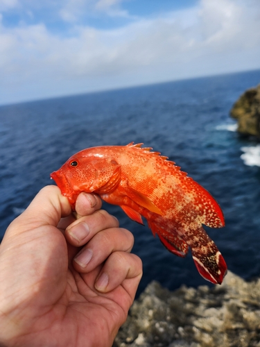 ニジハタの釣果